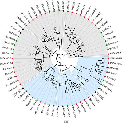 Functional Analysis of the PgCesA3 White Spruce Cellulose Synthase Gene Promoter in Secondary Xylem